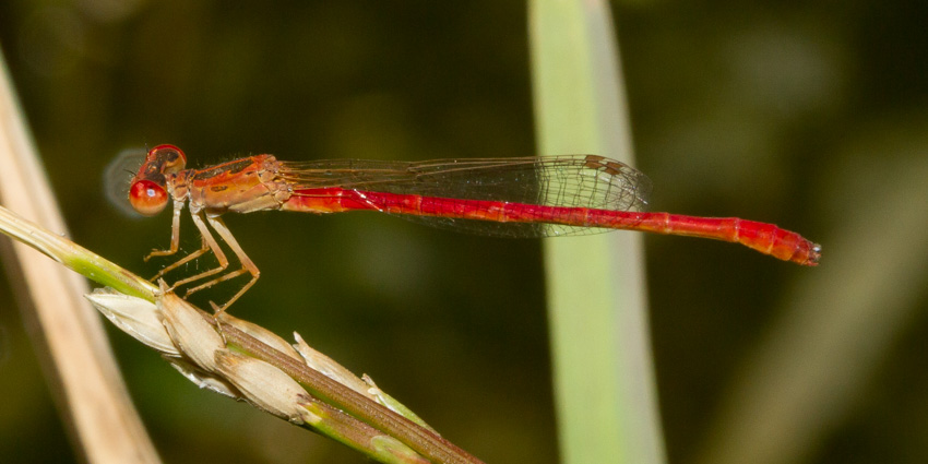 Desert Firetail