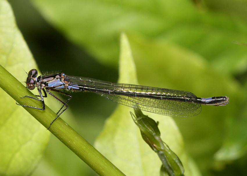 Exclamation Damsel