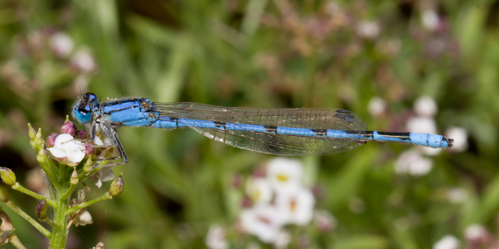 Familiar Bluet