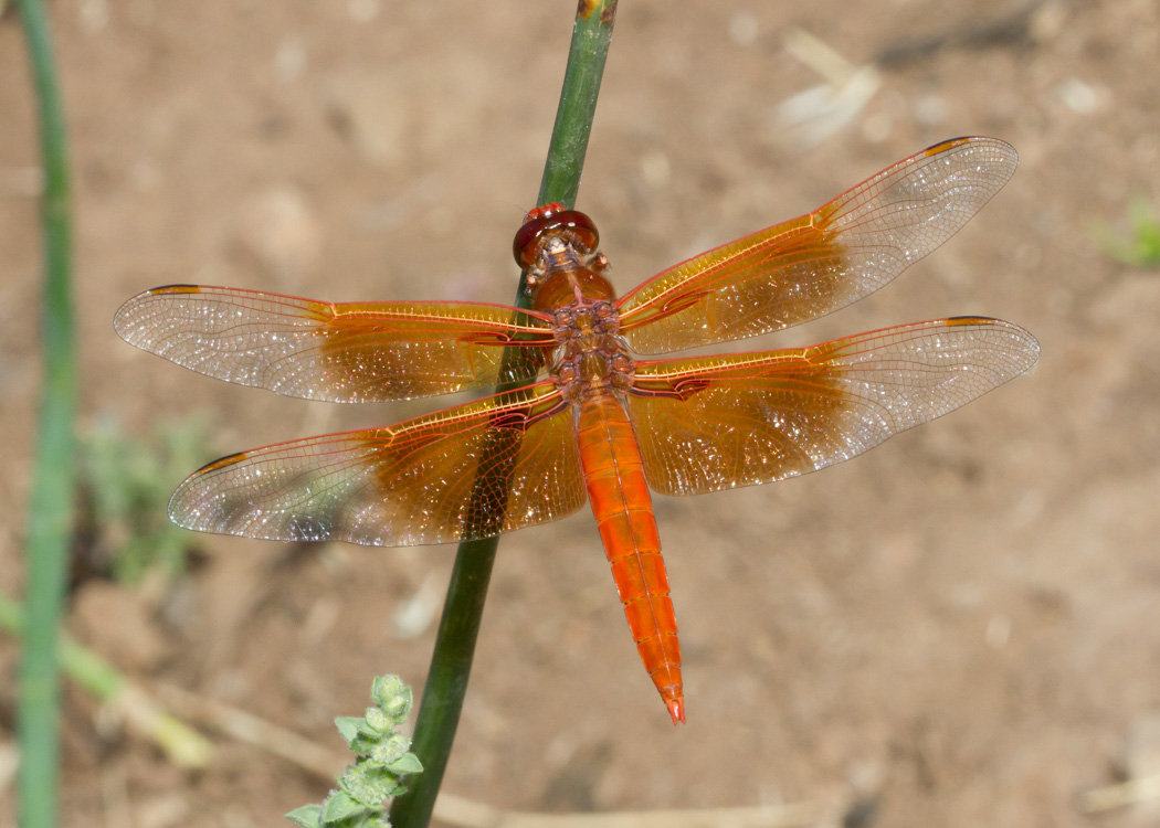 Flame Skimmer