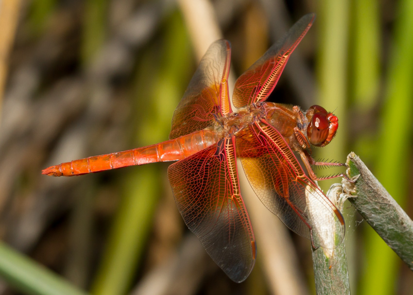 Flame Skimmer