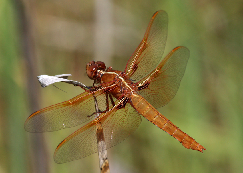 Flame Skimmer