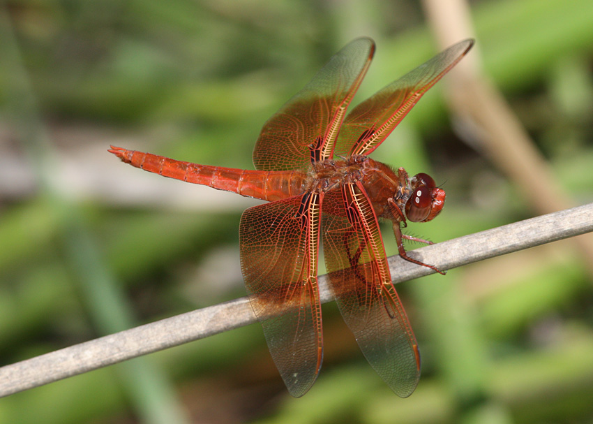 Flame Skimmer