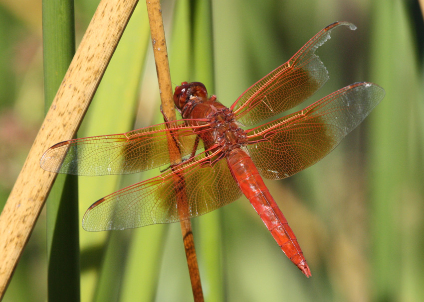 Flame Skimmer