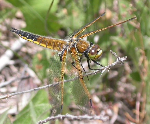 Four-spotted Skimmer