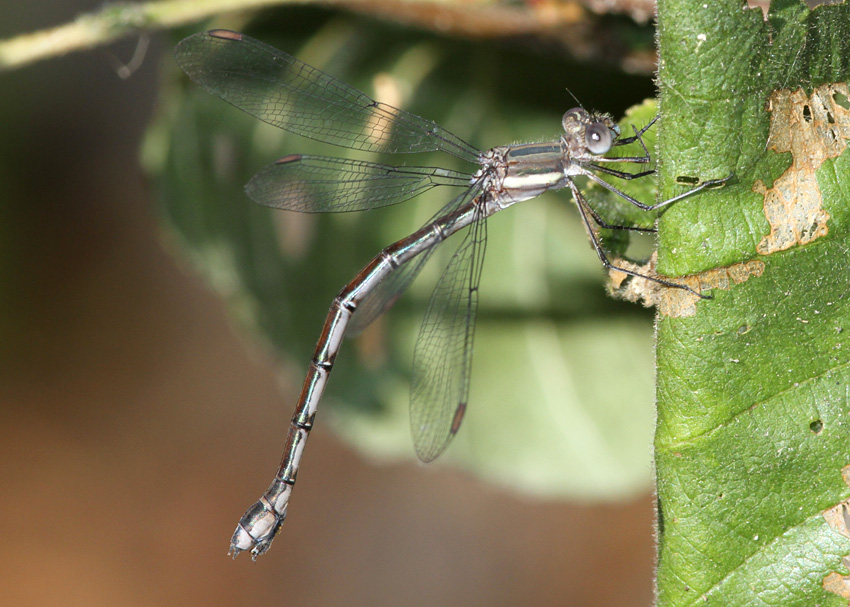 Great Spreadwing