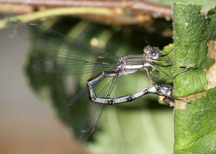 Great Spreadwing