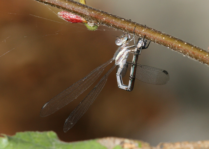 Great Spreadwing