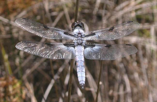 Hoary Skimmer