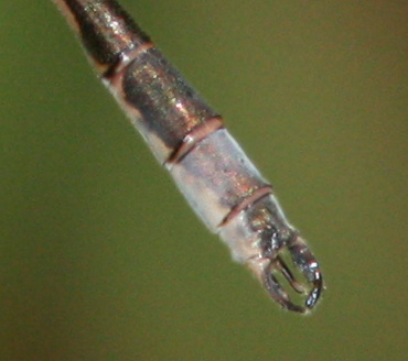 Northern Spreadwing