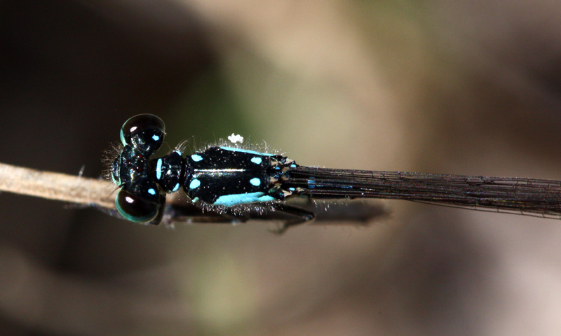 Pacific Forktail