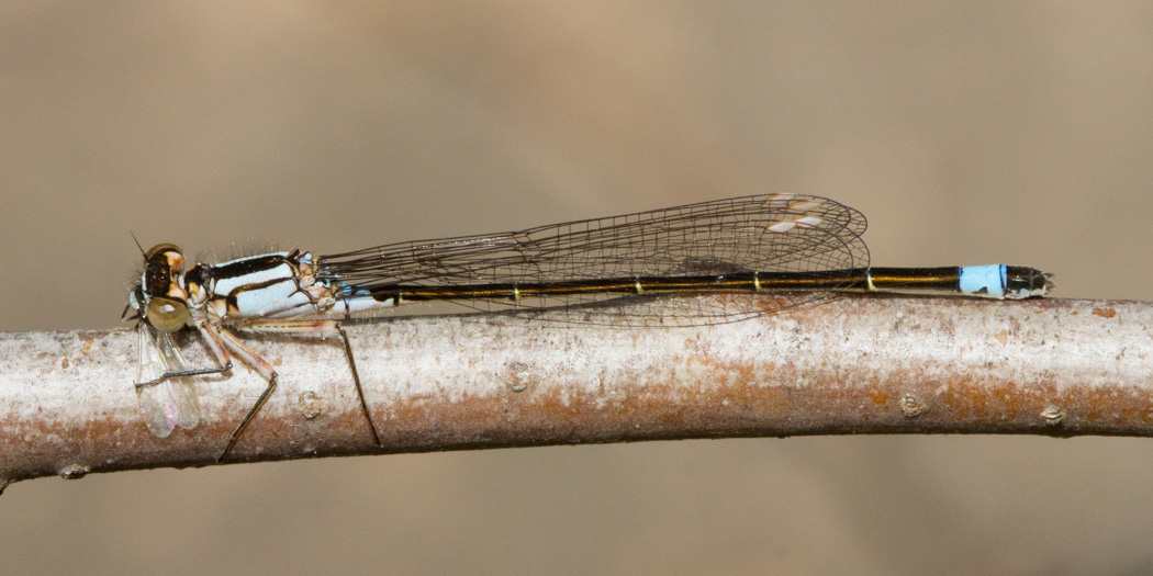 Pacific Forktail