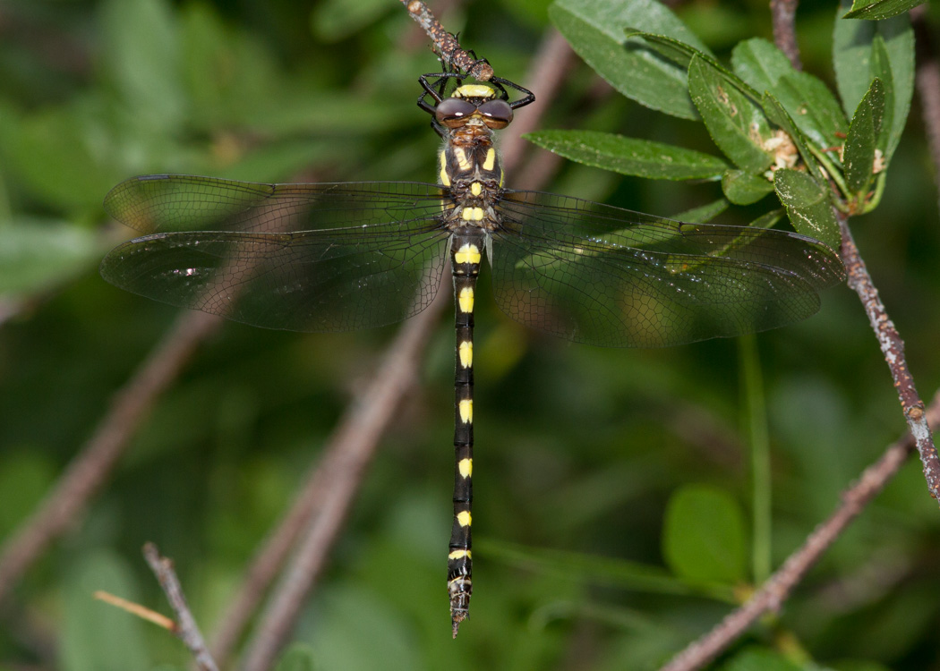 Pacific Spiketail