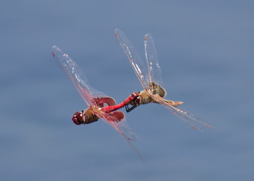 Red Saddlebags