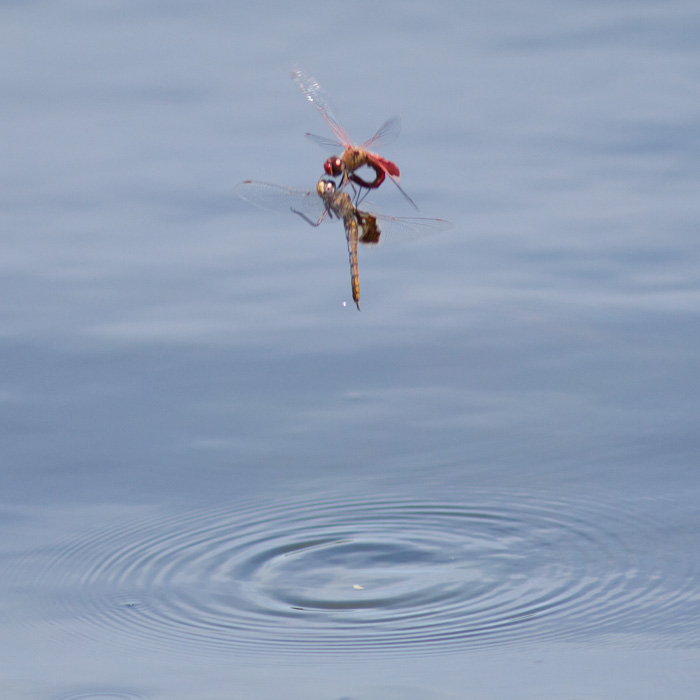 Red Saddlebags