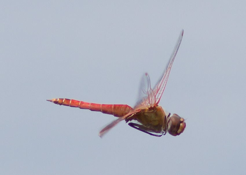 Red Saddlebags