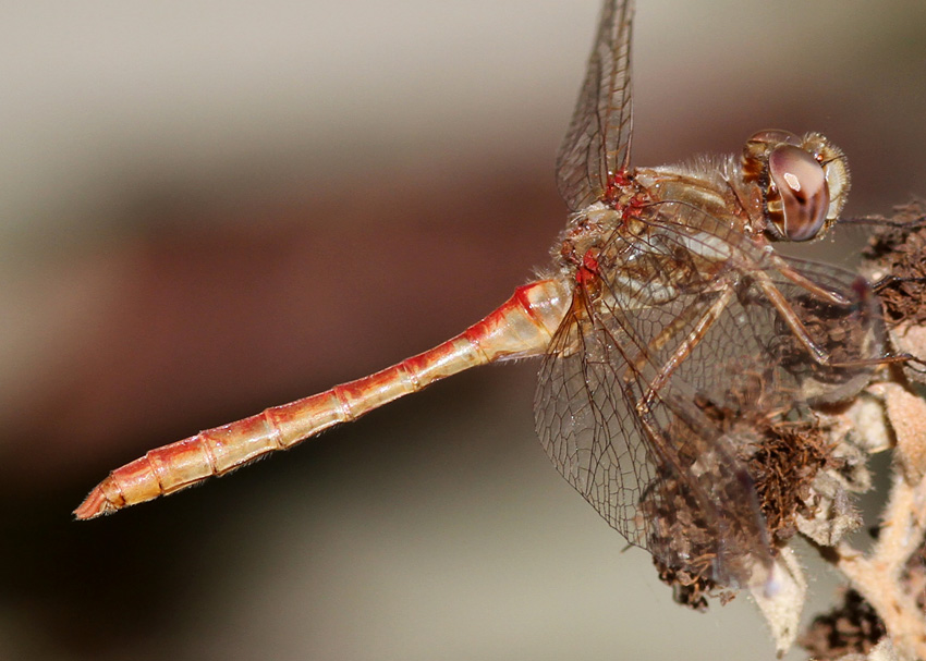 Striped Meadowhawk