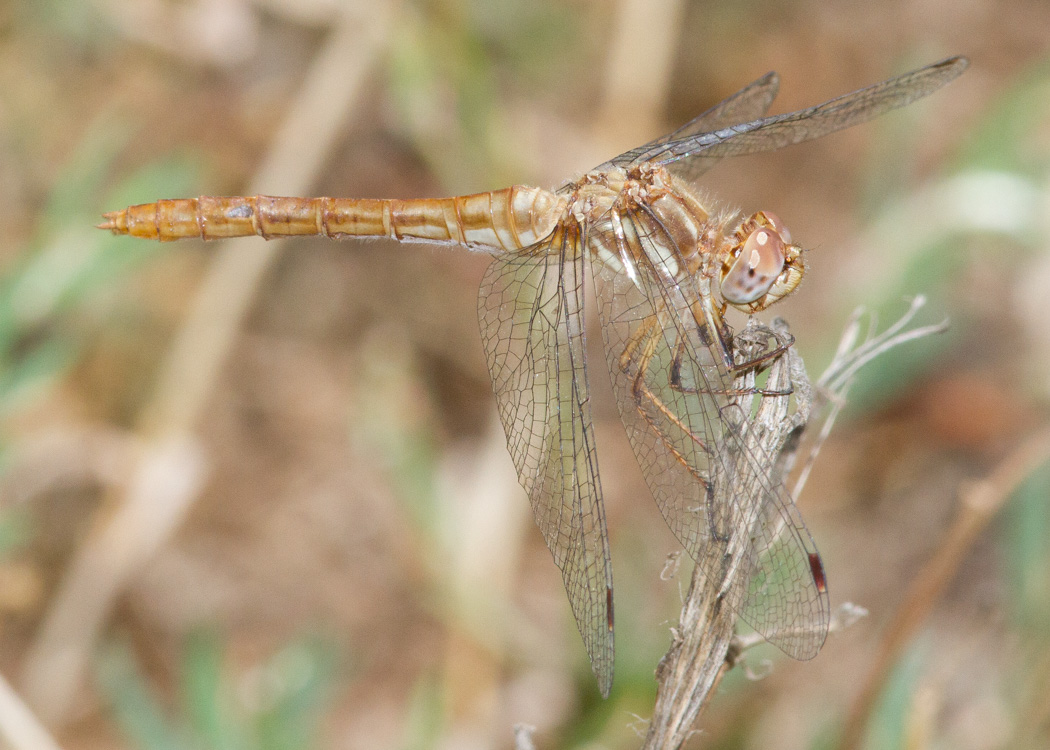 Striped Meadowhawk