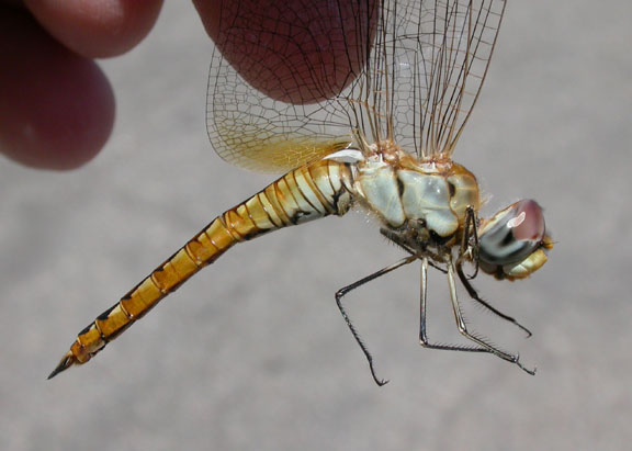 Wandering Glider