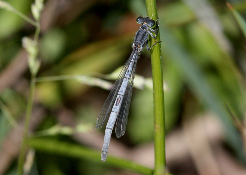 Western Forktail