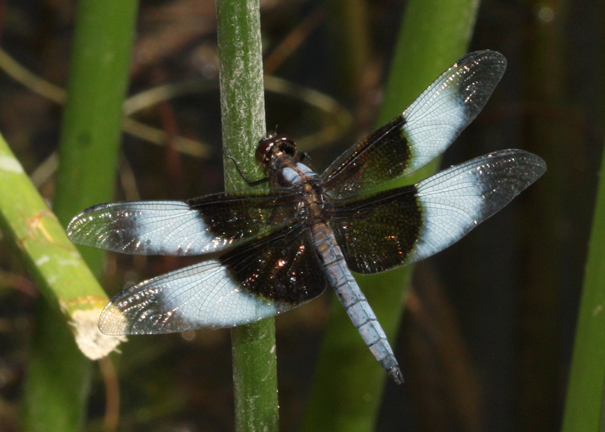 Widow Skimmer