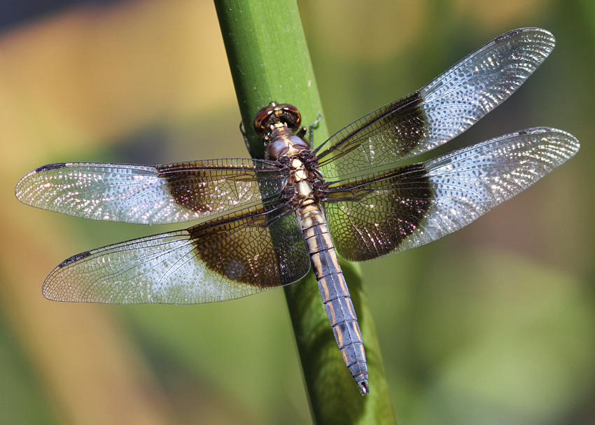 Widow Skimmer