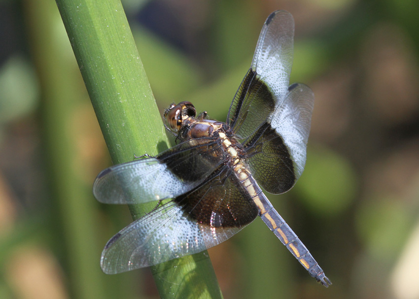 Widow Skimmer