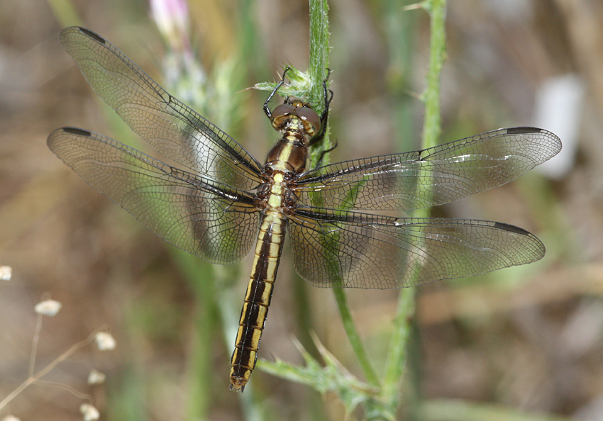 Widow Skimmer