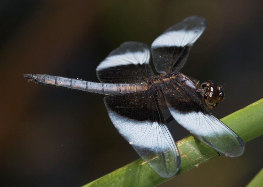 Widow Skimmer