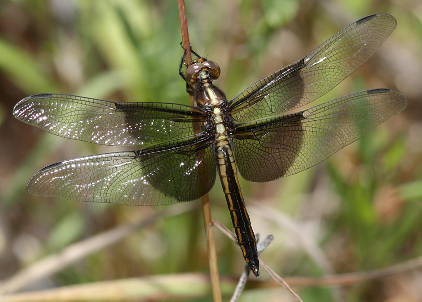 Widow Skimmer