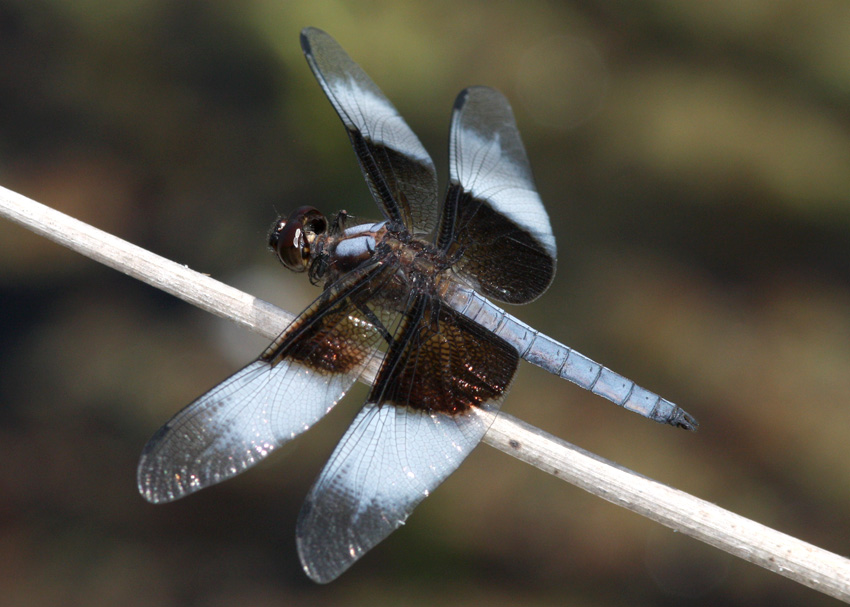 Widow Skimmer