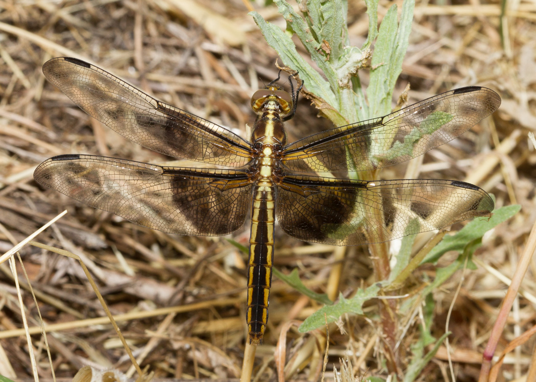 Widow Skimmer