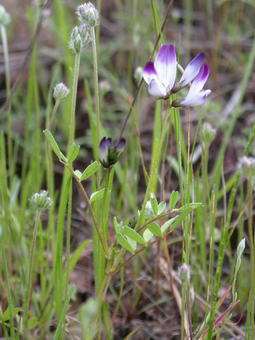 Astragalus clarianus