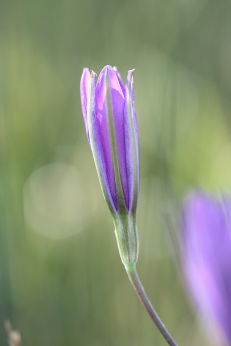 Brodiaea californica var. leptandra