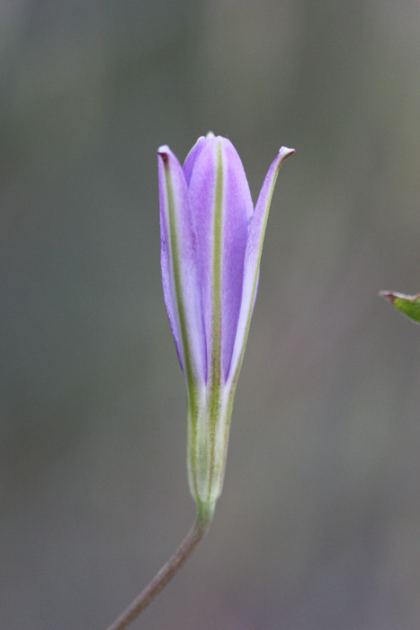 Brodiaea californica var. leptandra