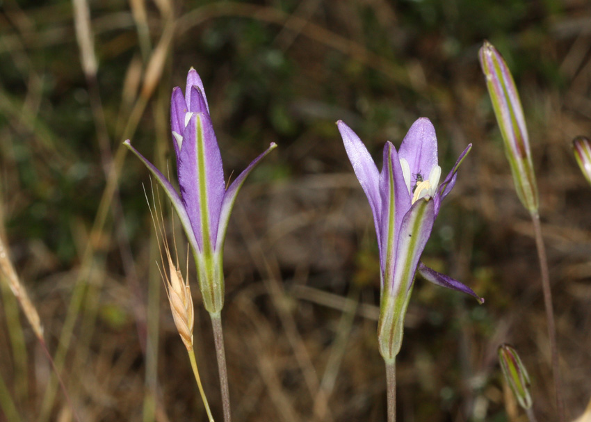 Brodiaea californica var. leptandra