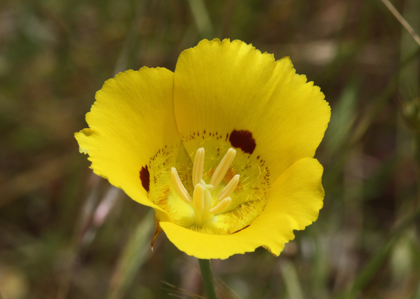 Calochortus luteus