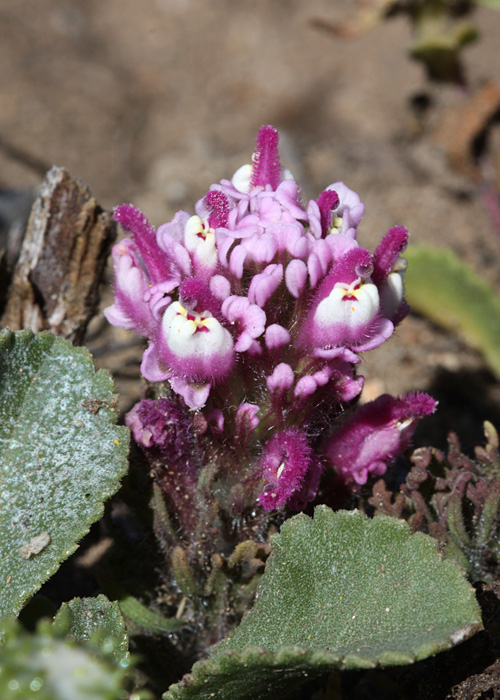Castilleja exserta ssp. latifolia