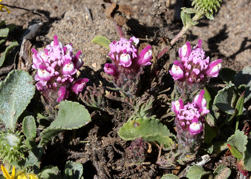 Castilleja exserta ssp. latifolia