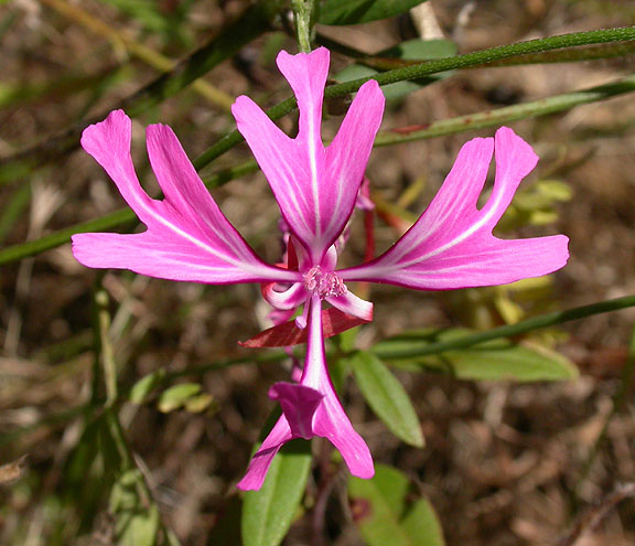 Clarkia concinna