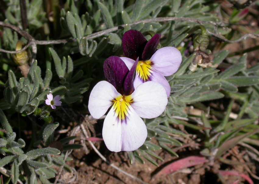 Viola beckwithii