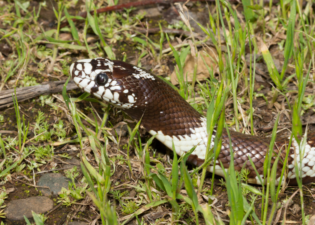 California Kingsnake