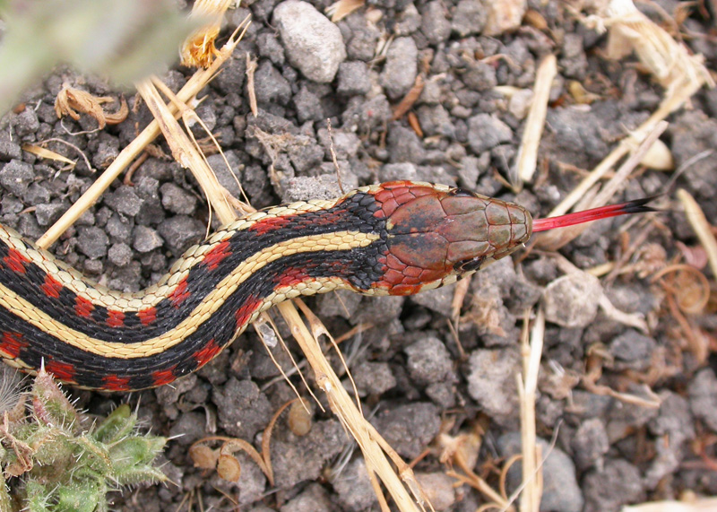 California Red-sided Garter Snake