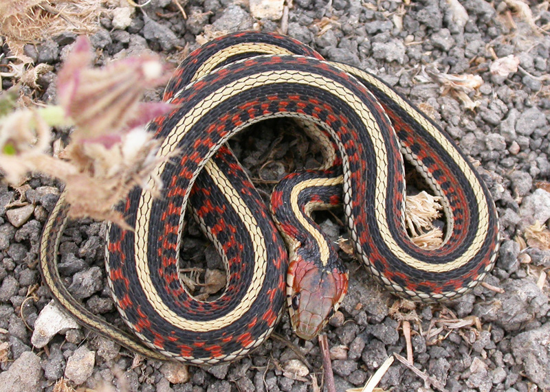 California Red-sided Garter Snake