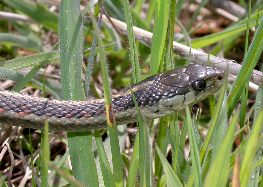 Coast Garter Snake