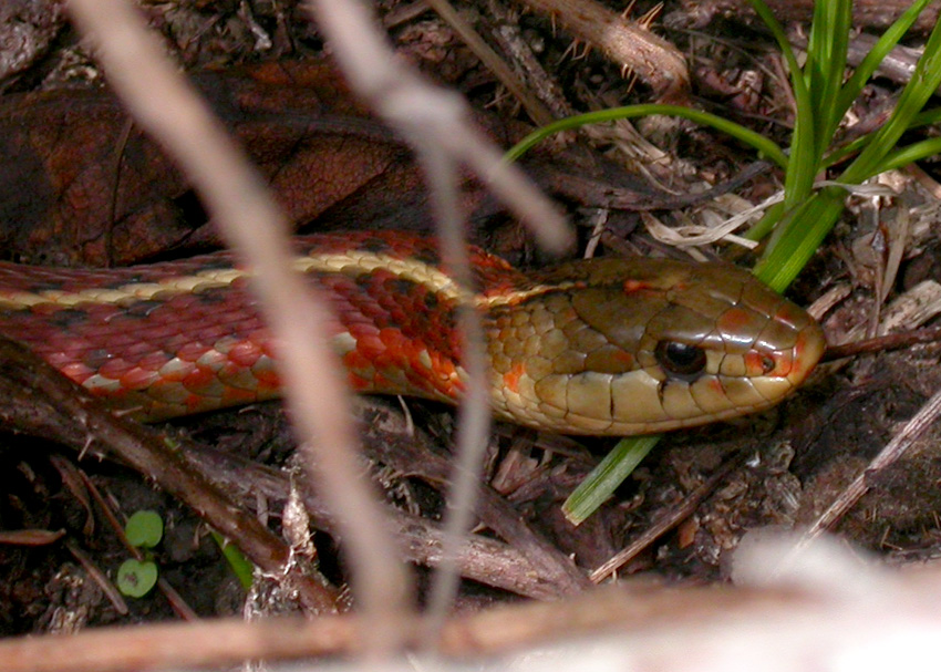 Coast Garter Snake