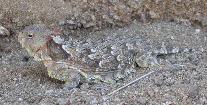 Coast Horned Lizard