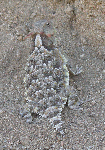 Coast Horned Lizard