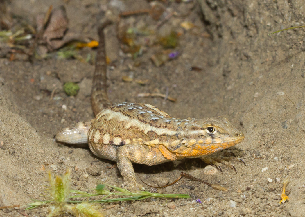 Common Side-blotched Lizard