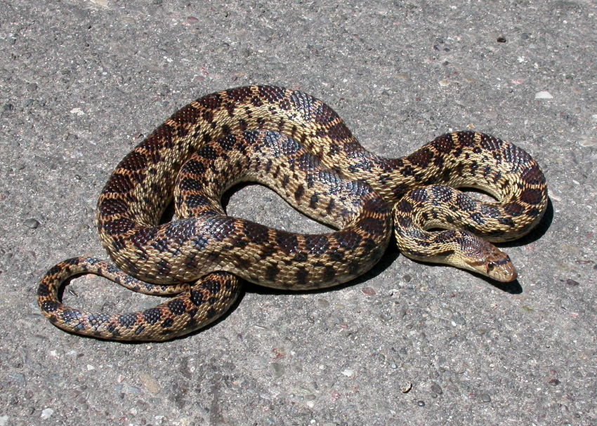 Gopher Snake